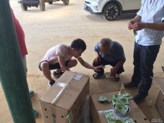 公司技術人員在廣西南寧武鳴指導果農如何釋放捕食